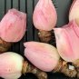 10 Pink Mountain Rose Seeds Rare pink succulent Greenovia Aurea ex El Hierro Seeds
