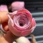 10 Pink Mountain Rose Seeds Rare pink succulent Greenovia Aurea ex El Hierro Seeds