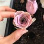 10 Pink Mountain Rose Seeds Rare pink succulent Greenovia Aurea ex El Hierro Seeds