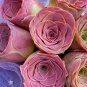 10 Pink Mountain Rose Seeds Rare pink succulent Greenovia Aurea ex El Hierro Seeds