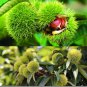 10 Sweet Chestnut Castanea sativa Seeds (75 grams) Castanea sativa for Planting
