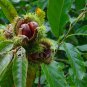 10 Sweet Chestnut Castanea sativa Seeds (75 grams) Castanea sativa for Planting