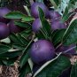 2-3 ft Arkansas BLACK apple tree Sweet custard Black apples Plant