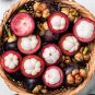 6inch Purple Mangostan Mangosteen (Garcinia Mangostana) GFS live tree