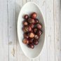 20 Horse Chestnut seeds Buckeye nuts Natural for Decor FREE SHIP