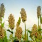 150 White Grain Dwarf Sorghum Seeds- SUPER FAST GROWING- FREE SHIPPING