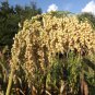 150 White Grain Dwarf Sorghum Seeds- SUPER FAST GROWING- FREE SHIPPING