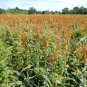 150 White Grain Dwarf Sorghum Seeds- SUPER FAST GROWING- FREE SHIPPING