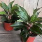 Aglaonema Golden Edge in 6" pot FREE SHIPPING