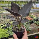 Alocasia Antoro Velvet (Black Chienlii Alocsia) Plants
