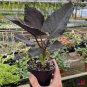 Alocasia Antoro Velvet (Black Chienlii Alocsia) Plants