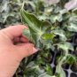 RARE 2 Alocasia Loco starter plants Easy Care Houseplant