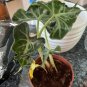 RARE 2 Alocasia Loco starter plants Easy Care Houseplant