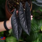 Alocasia Scalprum, 4" Plant
