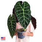 RARE 2 Alocasia Loco starter plants Easy Care Houseplant RARE 2 Alocasia Loco starter plants Easy Care Houseplant