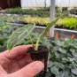 RARE 2 Alocasia Loco starter plants Easy Care Houseplant
