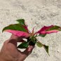 COLORFUL Alternanthera &acirc;��Party Time&acirc;�� Starter Live Plant Ficoidea FREE SHIPPING