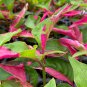 COLORFUL Alternanthera &acirc;��Party Time&acirc;�� Starter Live Plant Ficoidea FREE SHIPPING