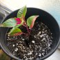 COLORFUL Alternanthera &acirc;��Party Time&acirc;�� Starter Live Plant Ficoidea FREE SHIPPING