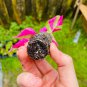 COLORFUL Alternanthera &acirc;��Party Time&acirc;�� Starter Live Plant Ficoidea FREE SHIPPING