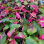 COLORFUL Alternanthera &acirc;��Party Time&acirc;�� Starter Live Plant Ficoidea FREE SHIPPING