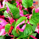 COLORFUL Alternanthera ‘Party Time’ Starter Live Plant Ficoidea FREE SHIPPING COLORFUL Alternanthera ‘Party Time’ Starter Live Plant Ficoidea FREE SHIPPING