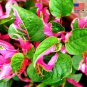 COLORFUL Alternanthera &acirc;��Party Time&acirc;�� Starter Live Plant Ficoidea FREE SHIPPING