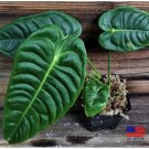 Anthurium Veitchii King Anthurium 2 Rooted Star Plants or with Shipped in 2" Pot Anthurium Veitchii King Anthurium 2 Rooted Star Plants or with Shipped in 2" Pot