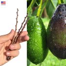 Avocado Fresh live 5 Unrooted Cuttings for Propagation