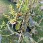 Avocado live fruit starter plant Seedlings