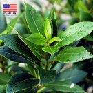 Sweet Bay Laurus nobilis - 1 Starter Plant - 6" Tall - Ship in 3" Pot FREE SHIPPING