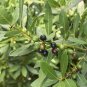 Sweet Bay Laurus nobilis - 1 Starter Plant - 6" Tall - Ship in 3" Pot FREE SHIPPING