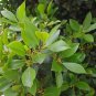 Sweet Bay Laurus nobilis - 1 Starter Plant - 6" Tall - Ship in 3" Pot FREE SHIPPING