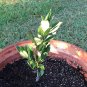 Sweet Bay Laurus nobilis - 1 Starter Plant - 6" Tall - Ship in 3" Pot FREE SHIPPING