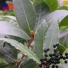 15 Bay Leaf seeds Fresh Laurus nobilis Bay Laurel Sweet Bay Tree  for Outdoor Garden