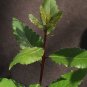 15 Bay Leaf seeds Fresh Laurus nobilis Bay Laurel Sweet Bay Tree for Outdoor Garden