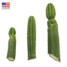 Imperfect pachanoi Cactus Cuttings Upto 22inch Rare FREE SHIPPING