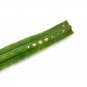 Imperfect pachanoi Cactus Cuttings Upto 22inch Rare FREE SHIPPING