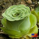 30 Rare Aurea Mountain Rose Seeds Greenovia Dodrentalis Aeonium Aureum Seeds