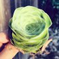 30 Rare Aurea Mountain Rose Seeds Greenovia Dodrentalis Aeonium Aureum Seeds