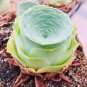 30 Rare Aurea Mountain Rose Seeds Greenovia Dodrentalis Aeonium Aureum Seeds