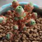 30 Rare Aurea Mountain Rose Seeds Greenovia Dodrentalis Aeonium Aureum Seeds