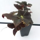 "SUPER DEAL" Begonia ‘Black Truffles’ - 2.5 inch pot RARE Nice Plants