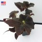 "SUPER DEAL" Begonia ‘Black Truffles’ - 2.5 inch pot RARE Nice Plants