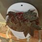 "SUPER DEAL" Begonia ‘Black Truffles’ - 2.5 inch pot RARE Nice Plants