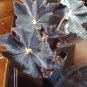 "SUPER DEAL" Begonia ‘Black Truffles’ - 2.5 inch pot RARE Nice Plants