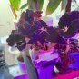 "SUPER DEAL" Begonia ‘Black Truffles’ - 2.5 inch pot RARE Nice Plants