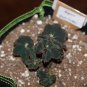 "SUPER DEAL" Begonia ‘Black Truffles’ - 2.5 inch pot RARE Nice Plants