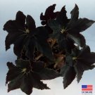 "SUPER DEAL" Begonia ‘Black Truffles’ - 4 inch pot RARE Nice BIG Plants