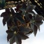 "SUPER DEAL" Begonia âBlack Trufflesâ - 4 inch pot RARE Nice BIG Plants